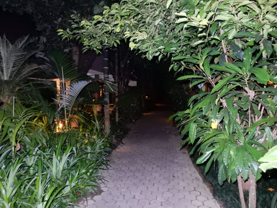 Durch den Dschungel zum Zimmer Laluna Hotel & Resort