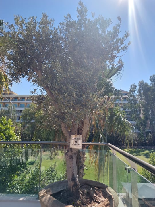 Gartenanlage Belek Beach Resort Hotel