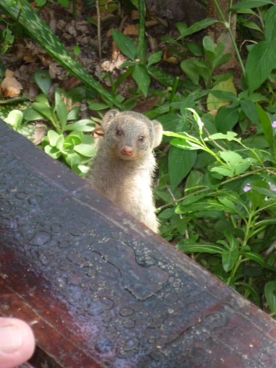 Neugieriger Mungo vor unserer Terrasse Aruba-Mara Camp
