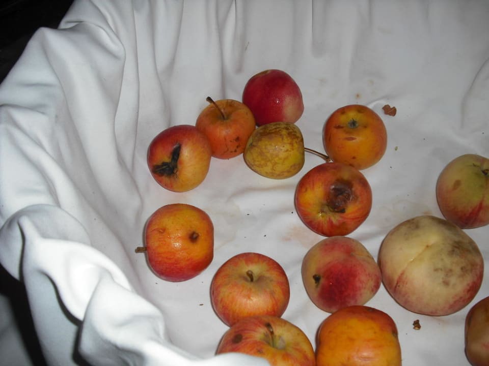 Vergammeltes Obst Bei Juan Playa Blanca