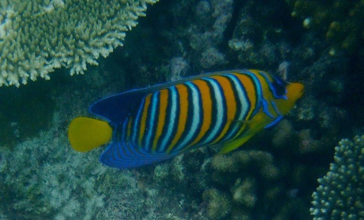 Schnorcheln Kuramathi Maldives