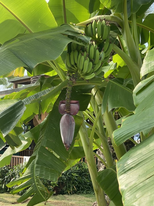 Gartenanlage Arycanda Kirman Premium