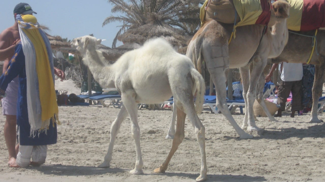 Kamele  Iberostar Waves Mehari Djerba