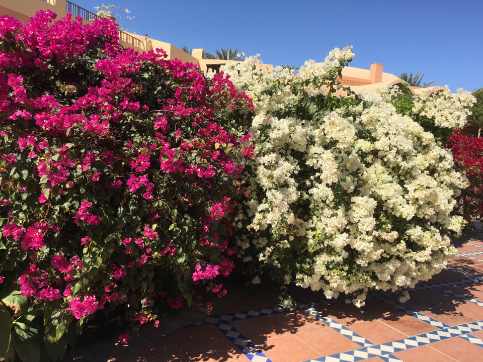 Gartenanlage Steigenberger Coraya Beach - Adults only