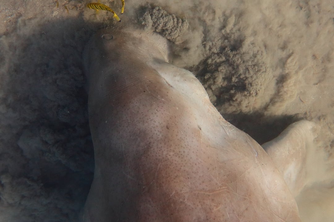 Sport & Freizeit Malikia Resort Abu Dabbab