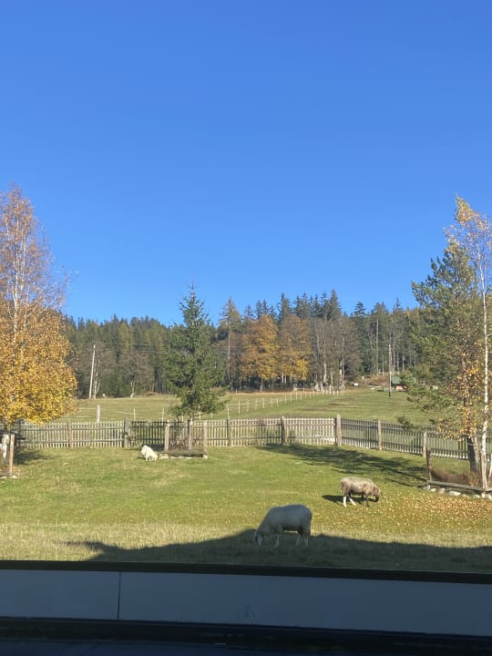 Ausblick Die Seitenalm