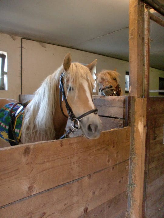 Die Pferde vom Hagenhof Pension-Biobauernhof Hagenhof