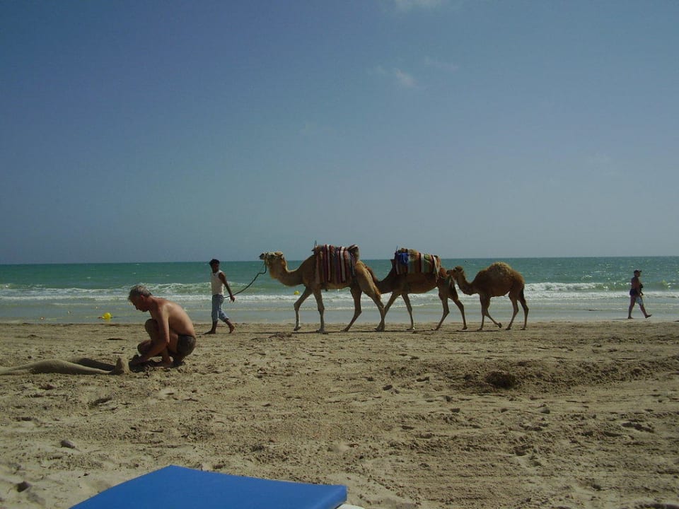 Kamele TUI MAGIC LIFE Penelope Beach