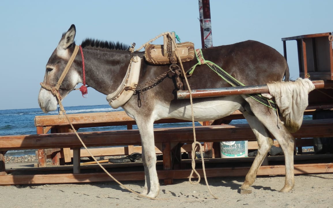 Tauch-Esel Three Corners Equinox Beach Resort