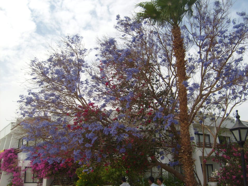 Garten The Grand Hotel Hurghada