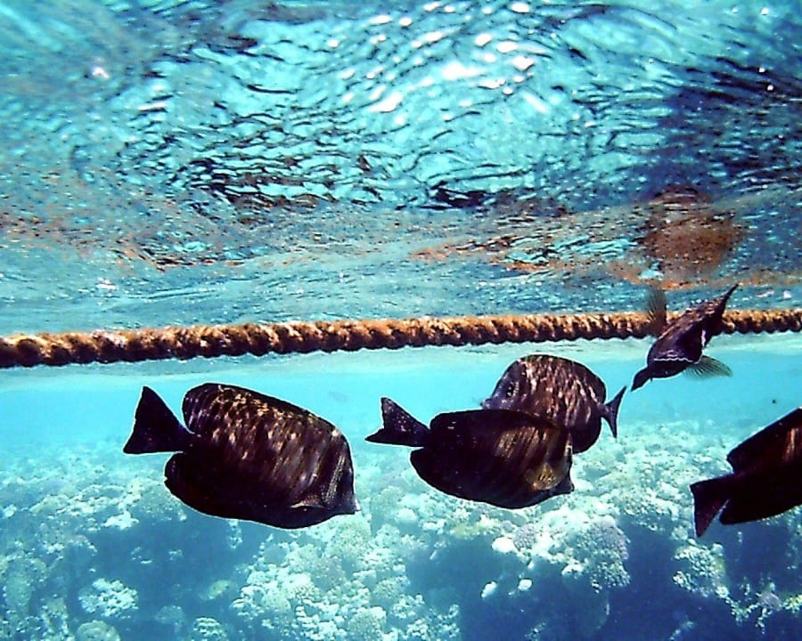 Das Riff Steigenberger Coraya Beach - Adults only