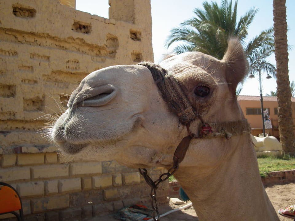 Wielbłąd Pickalbatros Alf Leila Wa Leila Resort - Neverland Hurghada