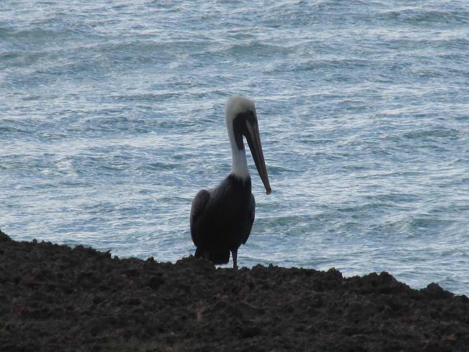 Strand Sirenis Tropical Varadero