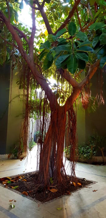 Gartenanlage Balmy Foresta