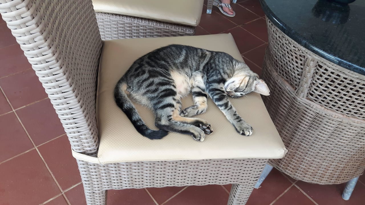 Ca. 10 Katzen im Aduld only Bereich Hotel Riu Touareg