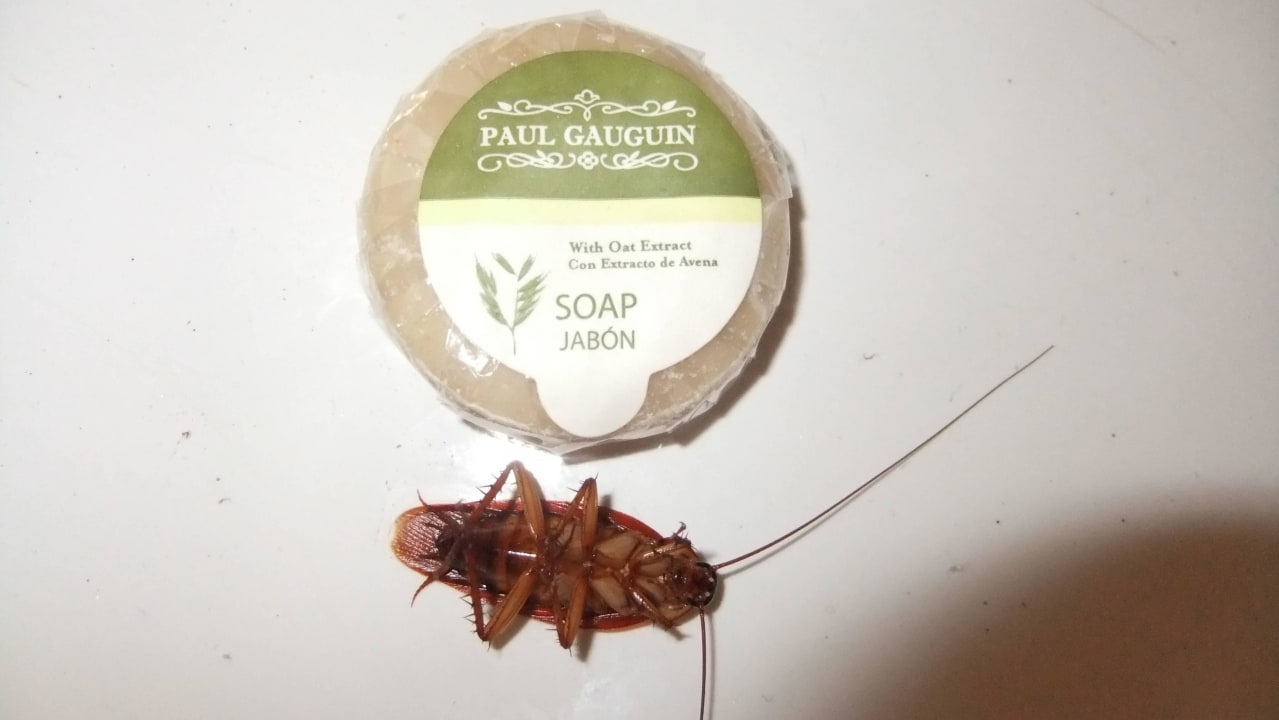 Ein Mitbewohner Hotel Riu Touareg