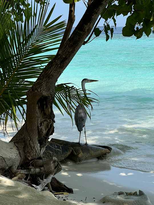 Ausblick Vilamendhoo Island Resort & Spa