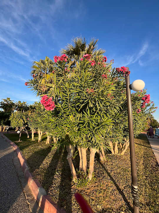 Gartenanlage VONRESORT Golden Coast