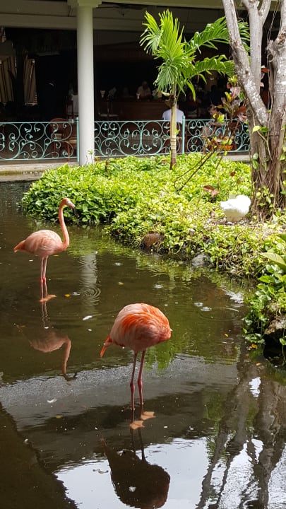 Gartenanlage Iberostar Waves Punta Cana
