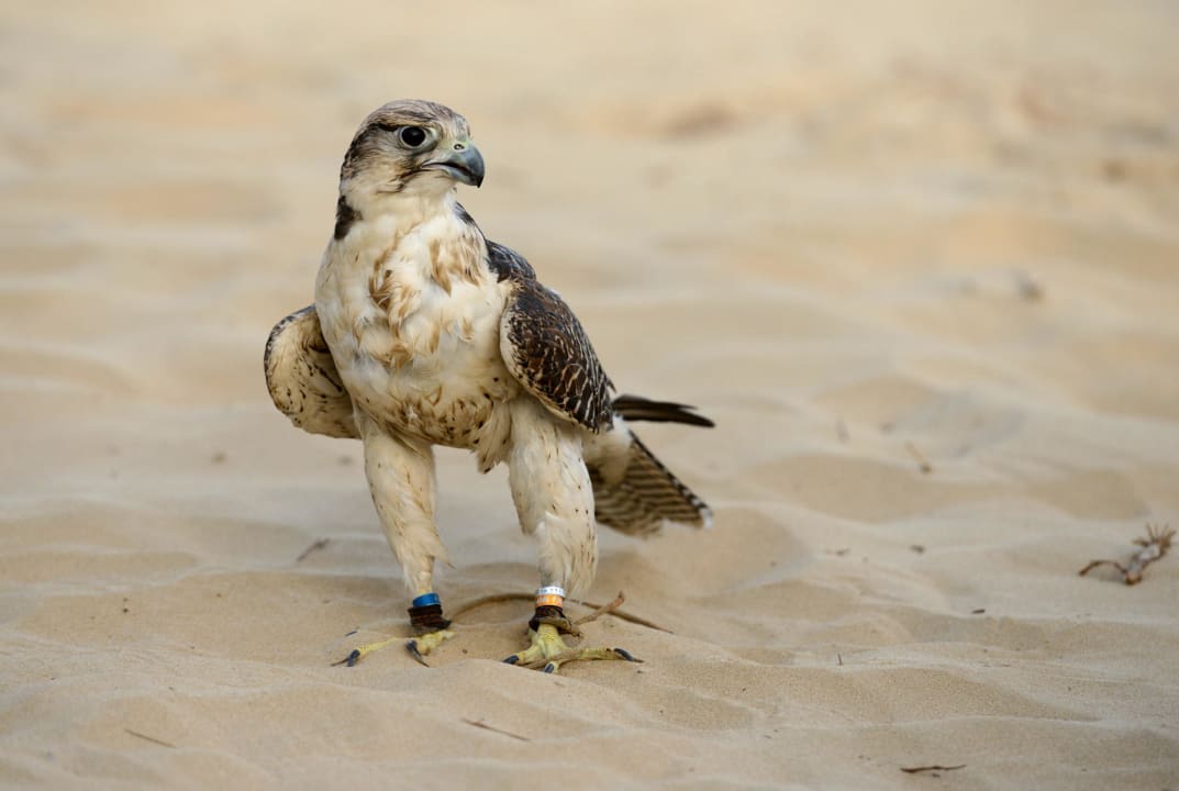 Der Star des Nachmittag Hotel Bab Al Shams Desert Resort & Spa