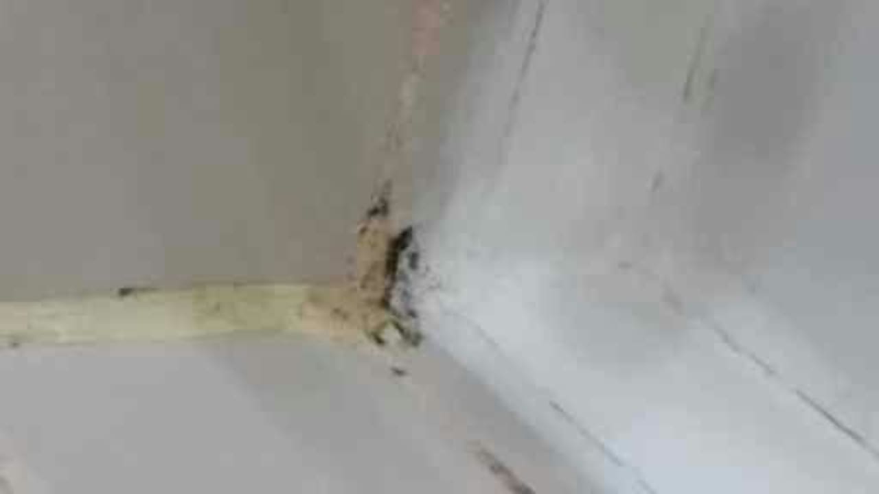 Schimmel  Palmeras Beach Hotel