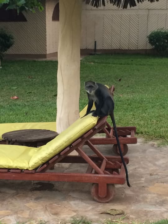 Pool Neptune Paradise Beach Resort & Spa