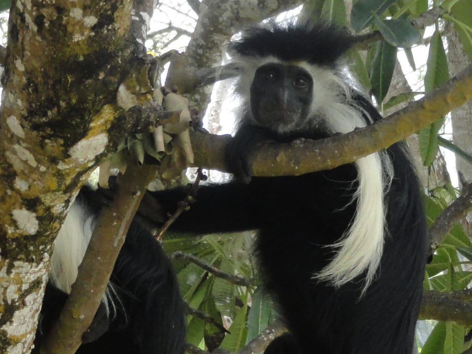 Kolobus affe Baobab Beach Resort & Spa