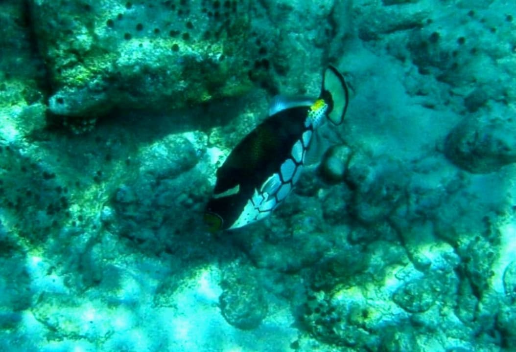 Sport & Freizeit Veligandu Maldives Resort Island