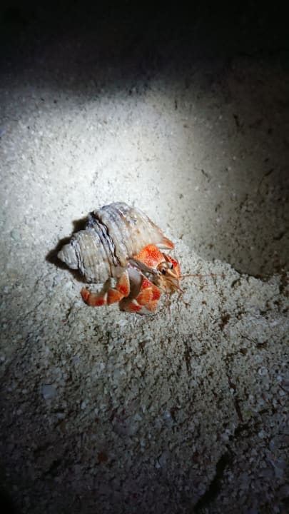 Nachtwanderung.Spannend. Summer Island Maldives