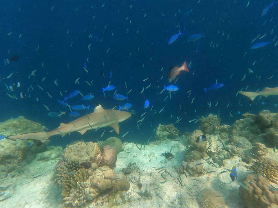 Sport & Freizeit Filitheyo Island Resort