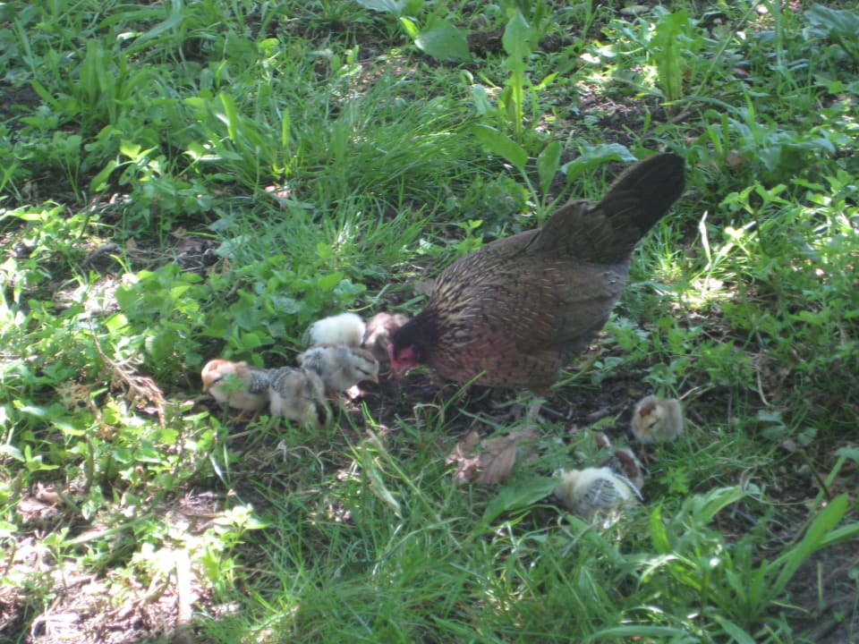 Hühnerfamilie auf dem Hof Bauernhof Hofbauer