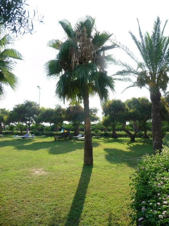 Palmengarten in der Abendsonne Kırbıyık Resort Hotel - Alanya