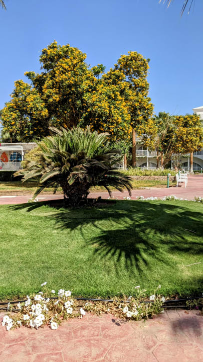 Gartenanlage Desert Rose