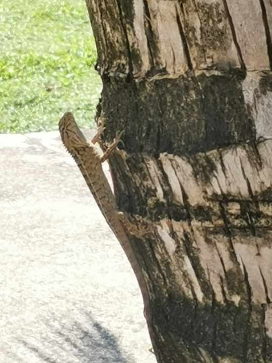 Gartenanlage TUI BLUE Mai Khao Lak