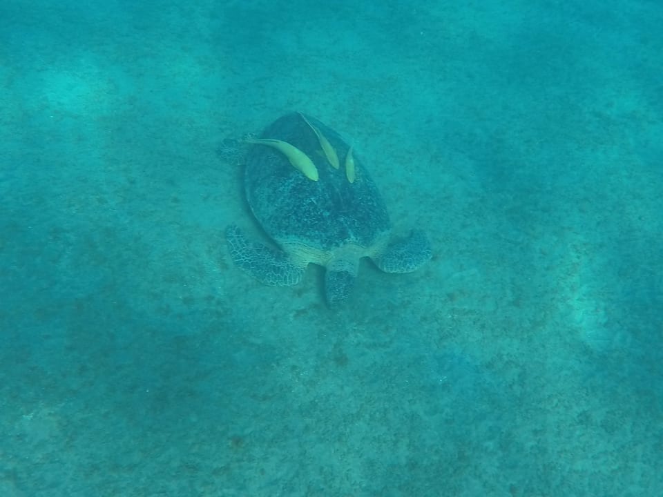 Strand Malikia Resort Abu Dabbab