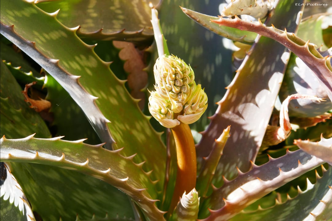 Gartenanlage Elea Beach Hotel