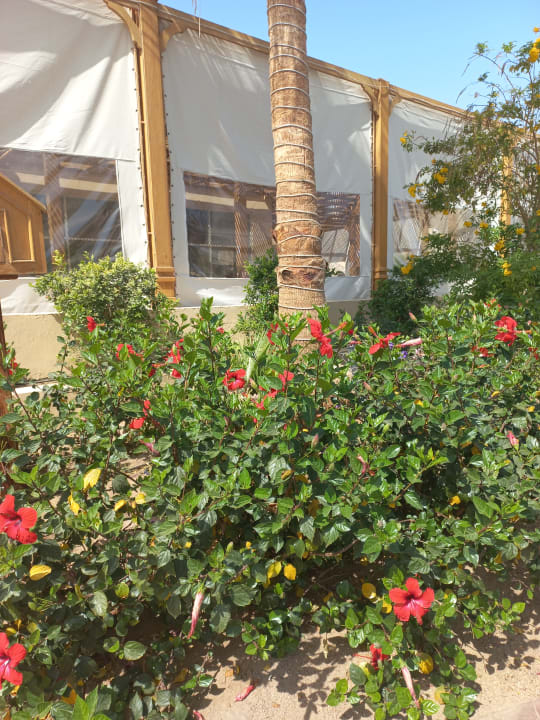 Gartenanlage Cleopatra Luxury Resort Makadi Bay