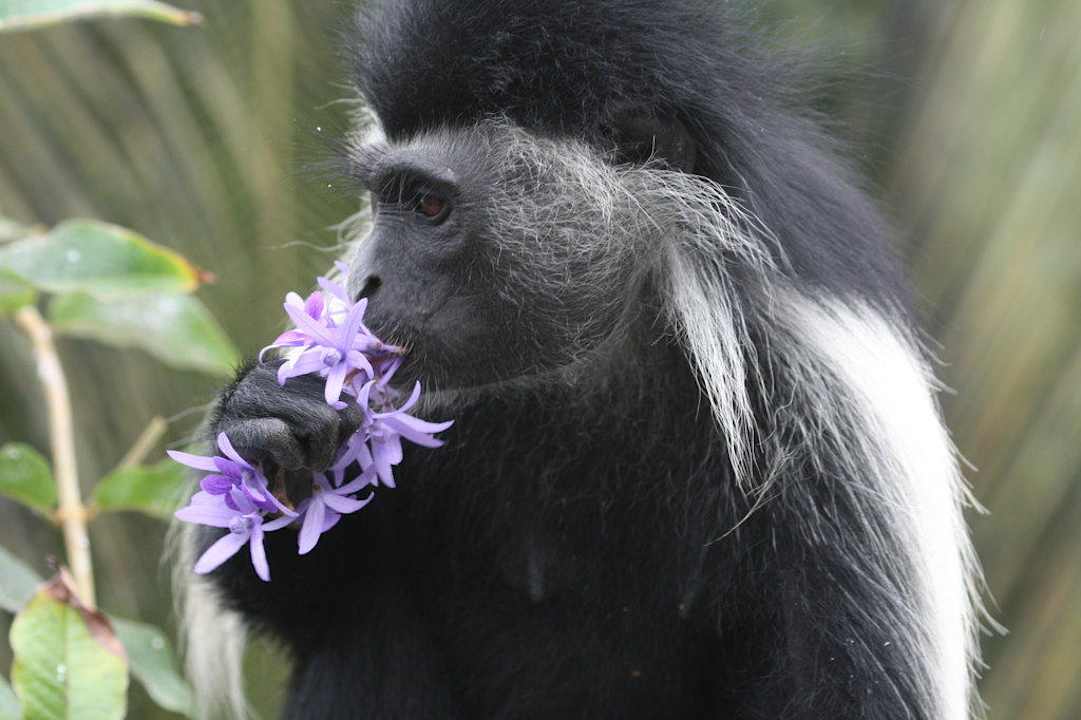 Feinschmecker Kaskazi Beach Resort