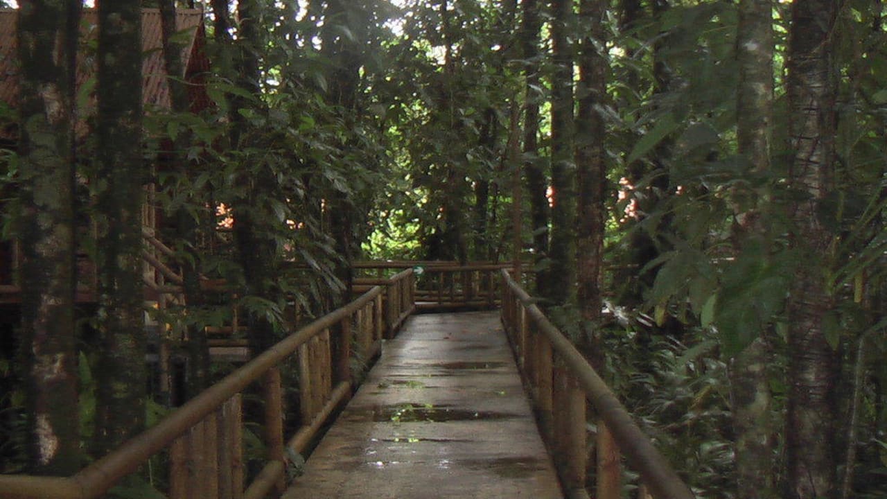 Steg zu den Bungalows Evergreen Lodge Tortuguero