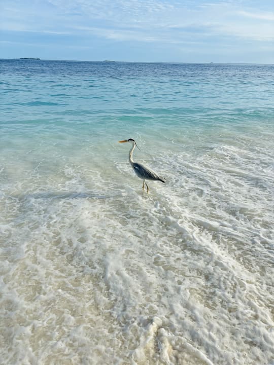 Strand Filitheyo Island Resort