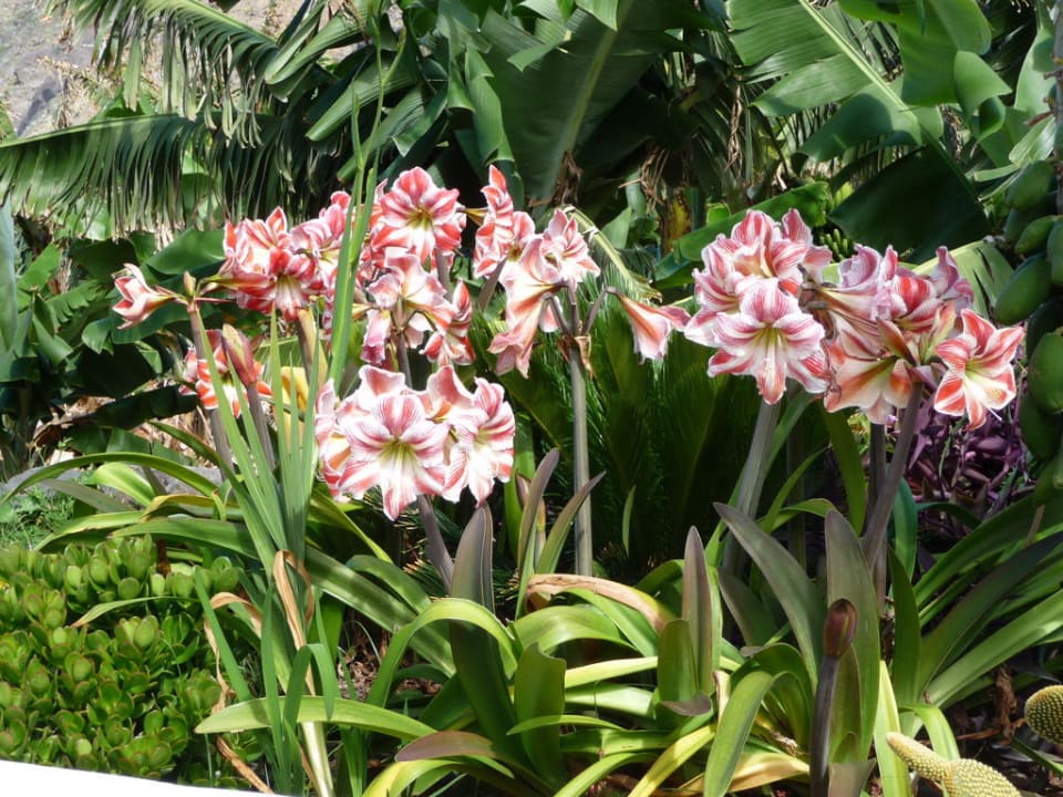 Terrasse Finca Los Veroles