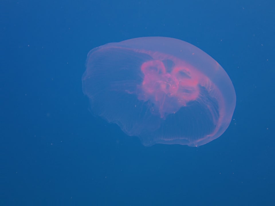Strand Lahami Bay Beach Resort