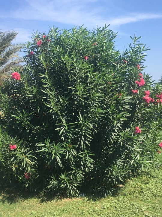 Gartenanlage Lahami Bay Beach Resort