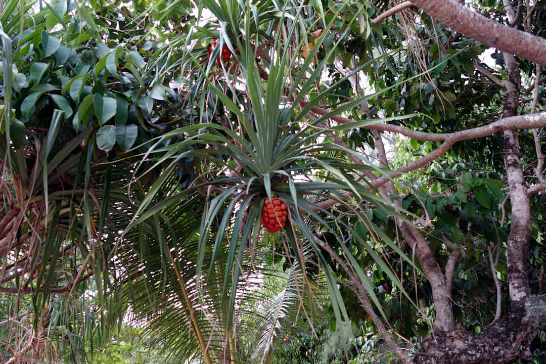 Yucca Hotel Relax Bay Koh Lanta