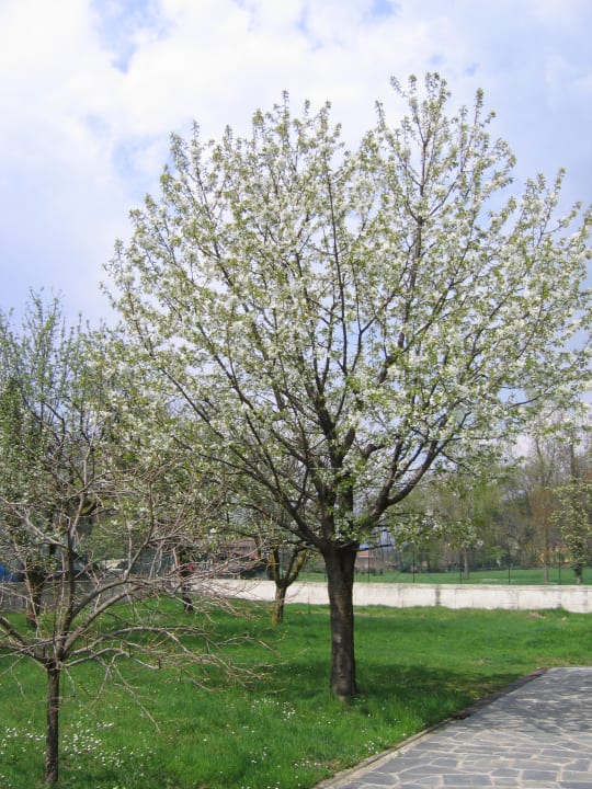 Gartenanlage All'Ombra del Ciliegio B&B