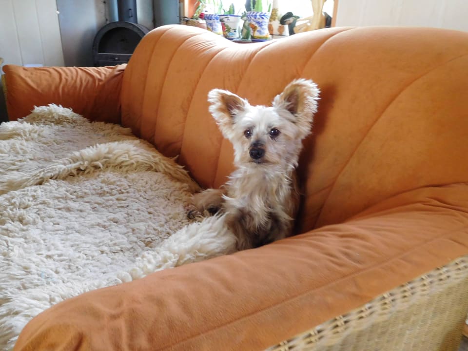 Der Wachhund vom Captain Hook Naherholungsgebiet am Rückersdorfer See