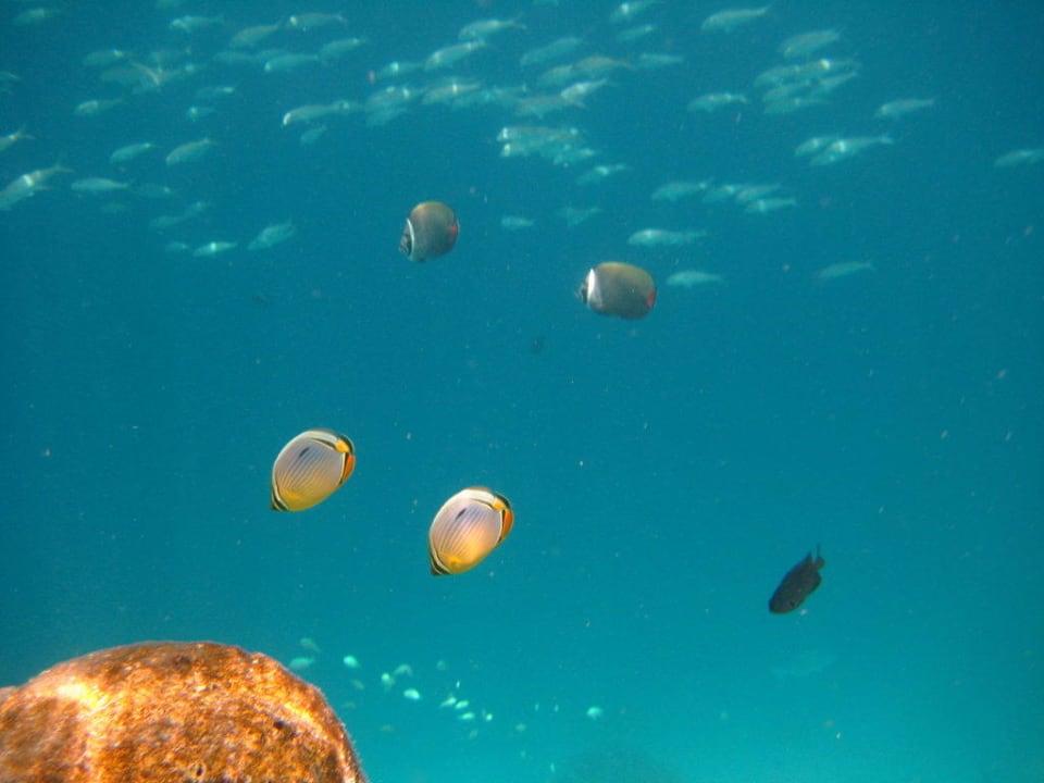 Rippenfalterfische Adaaran Club Rannalhi - All Inclusive