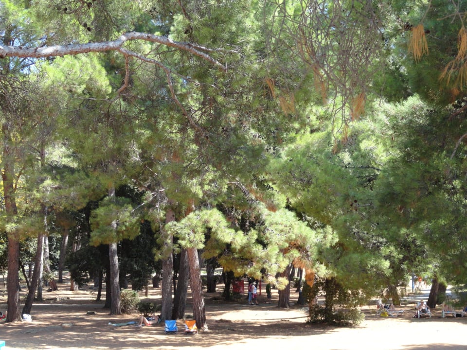 Pinienwald im Strandbereich Valamar Parentino Hotel