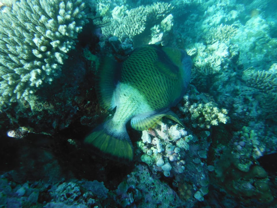 Sollen im Frühjahr aggresiv sein Filitheyo Island Resort