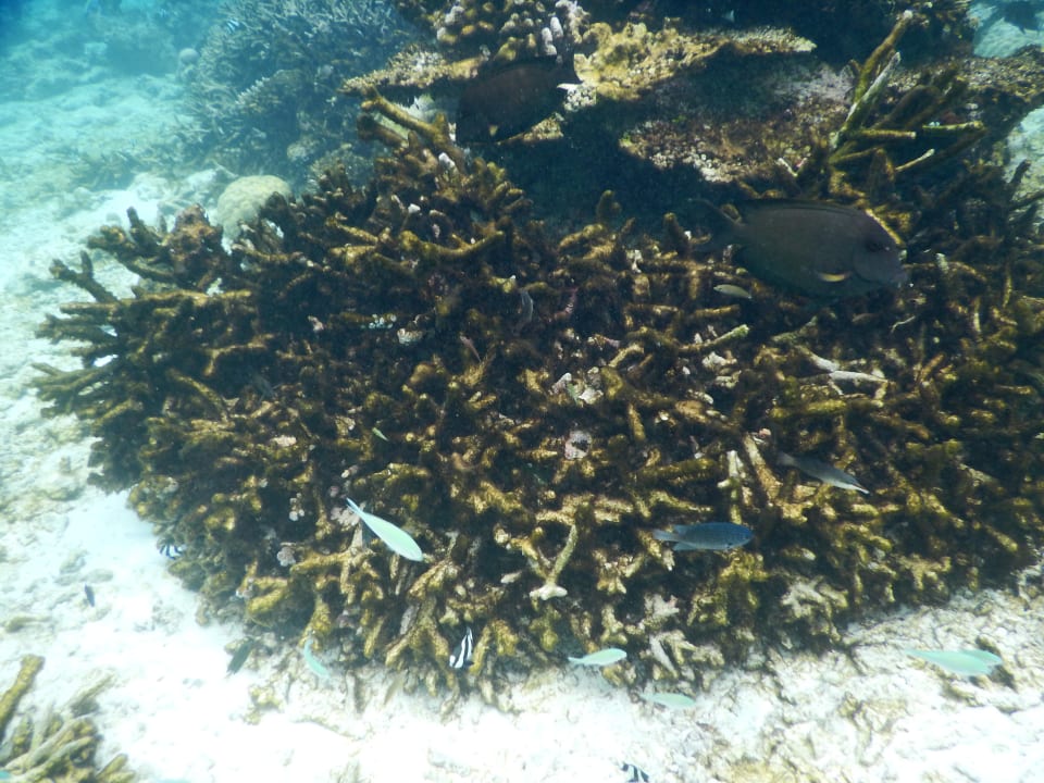 März 2016 Fihalhohi Maldives